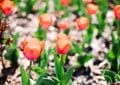 tulipany sadzonki