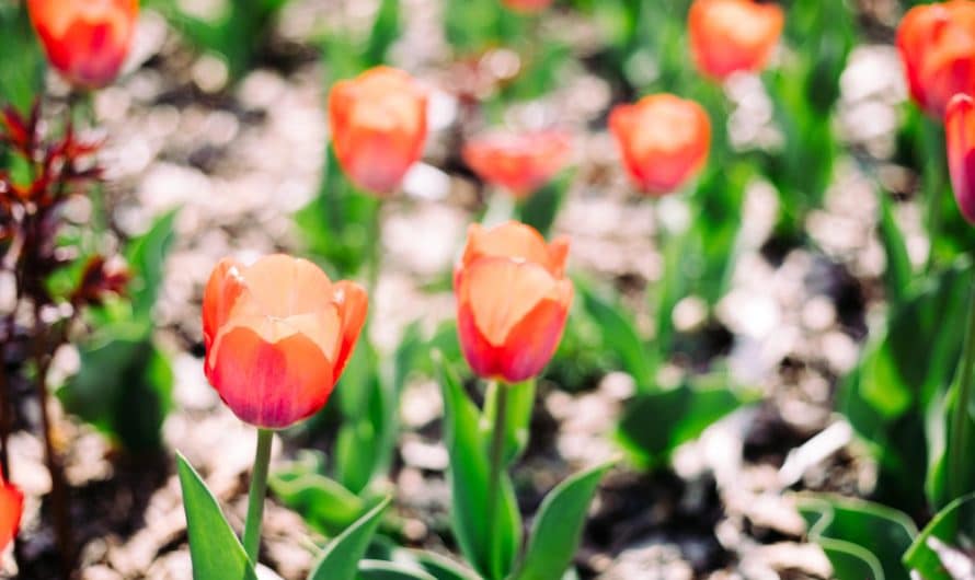 Tulipany – kiedy sadzić cebulki, by kwiaty cieszyły wiosną