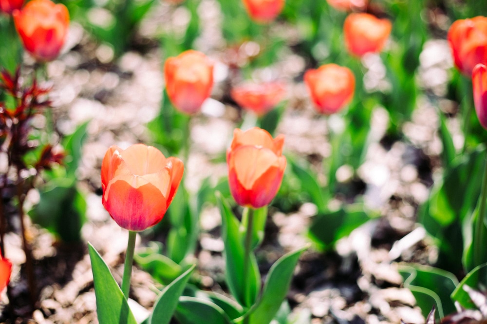 tulipany sadzonki