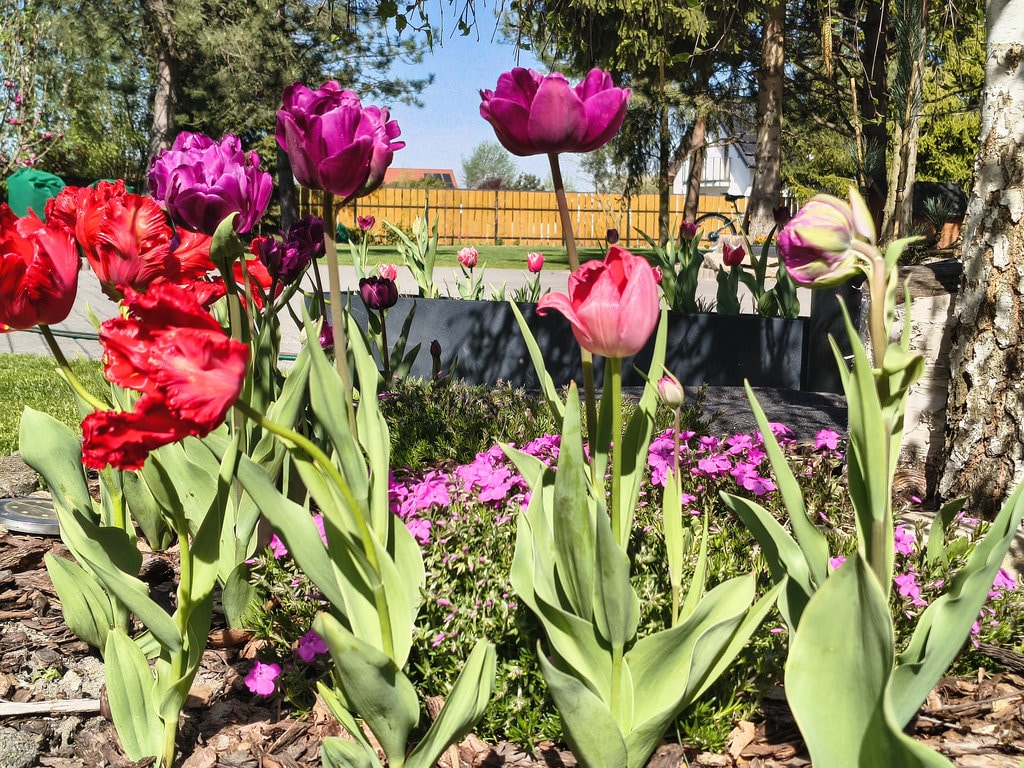 Rózne gatunki tulipanów rozkwitajace w pełnym słońcu. W tle powoli budzi się do kwitnienia floks szydlasty