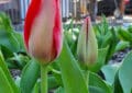 tulipany rosną najlepiej na słonecznym miejscu