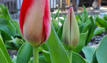 tulipany rosną najlepiej na słonecznym miejscu