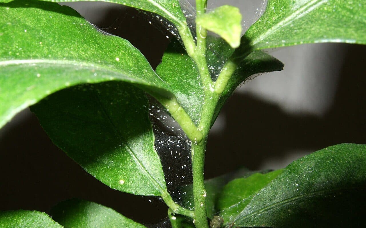 Przędziorki na roślinie