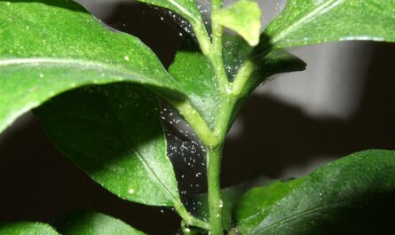 Delikatna pajeczynka przędziorka na liściach roślin ogrodowych i domowych