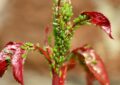 Mszyce na roślinach – skuteczne metody walki