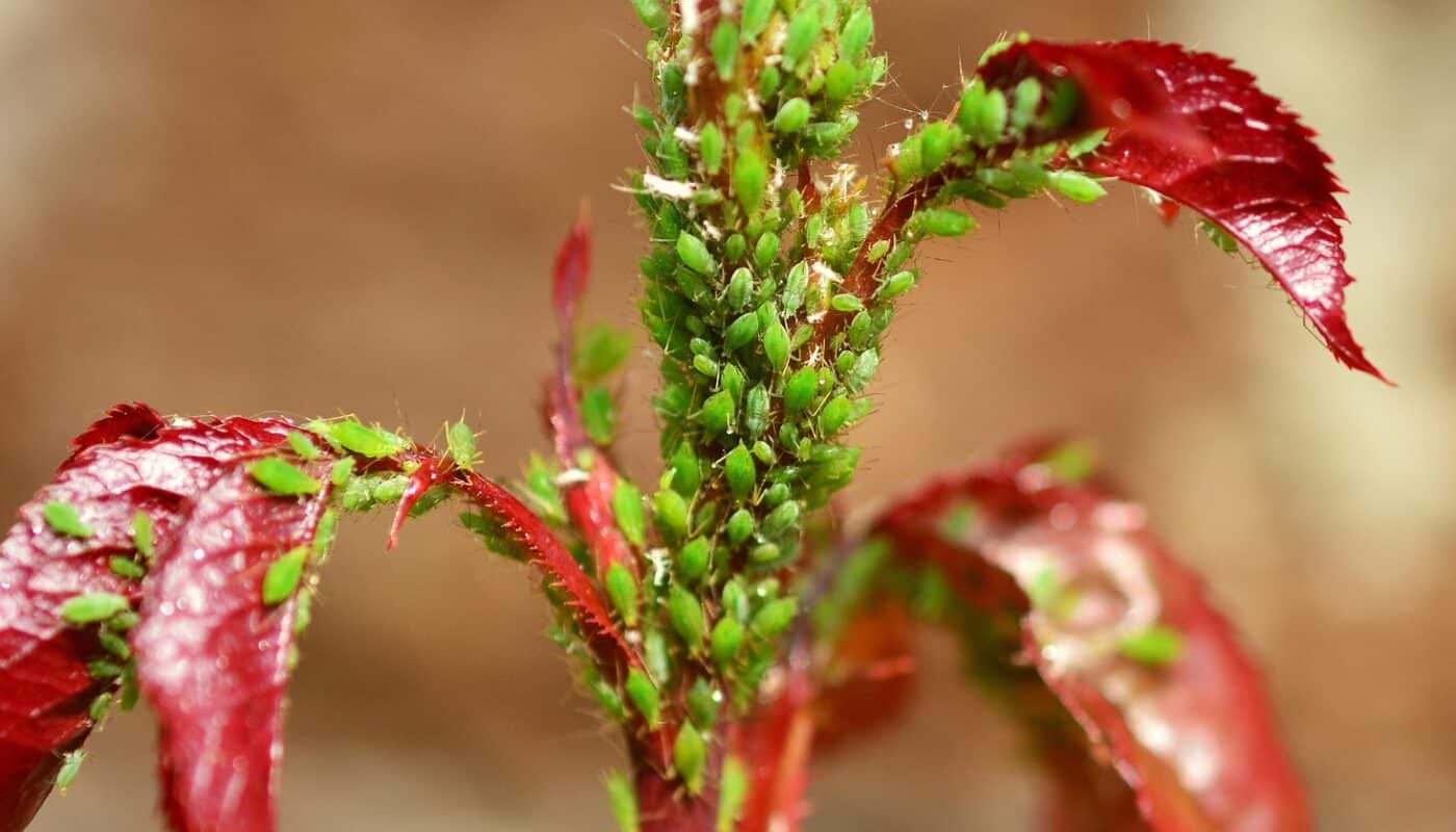 Mszyce na roślinach – skuteczne metody walki