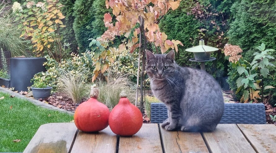 Dynia nie kwitnie, gnije lub ma małe owoce? 5 najczęstszych problemów i ich rozwiązania