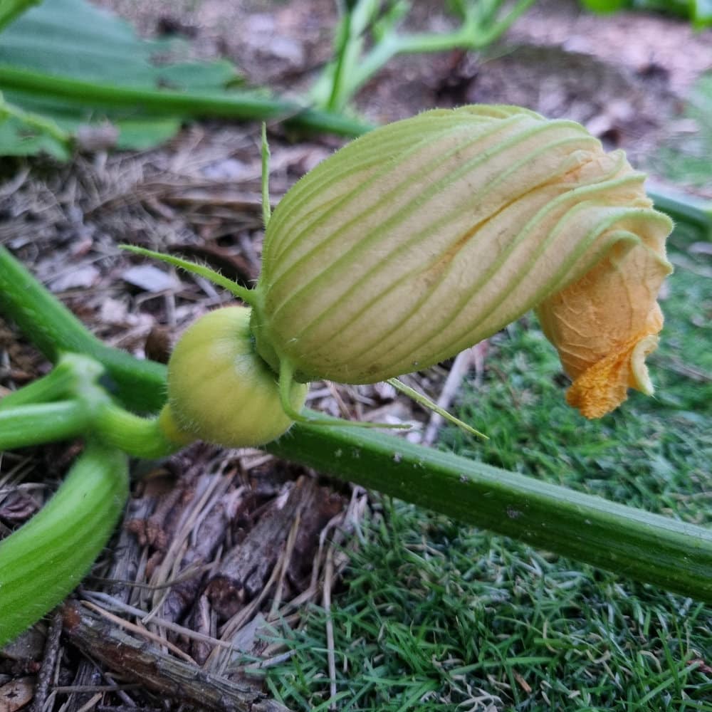 Młode owoce dyni w przydomowym ogródku
