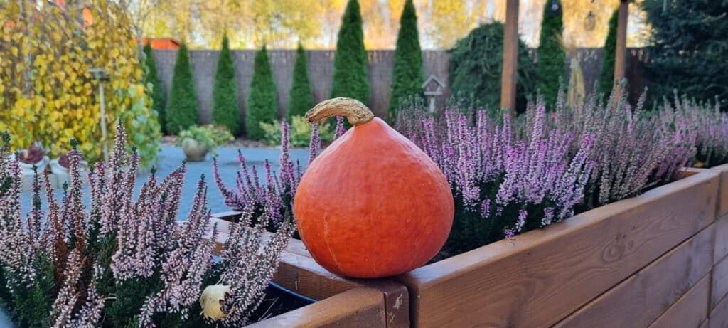 Owoc dyni gotowy do jesiennego zbioru