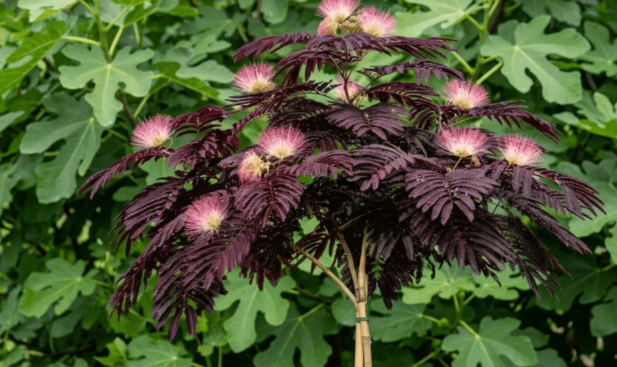Albicja Summer Chocolate – czym się różni i czy poradzi sobie w Polsce?
