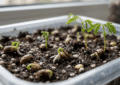 Młode siewki albicji jedwabistej kiełkujące w pojemniku z ziemią i perlitem, widoczne pierwsze pierzaste liście egzotycznego drzewa.