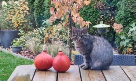 Szary pręgowany kot siedzi na drewnianym stole w jesiennym ogrodzie, obok dwóch małych, pomarańczowych dyń Hokkaido. Tło stanowią krzewy i trawy ozdobne.