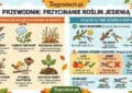 Infografika edukacyjna w języku polskim pt. „PRZEWODNIK: PRZYCINANIE ROŚLIN JESIENIĄ” od oogrodach.pl. Grafika jest podzielona na dwie główne sekcje. Lewa sekcja wyjaśnia, dlaczego NIE przycinać większości roślin jesienią, podając 5 powodów z ilustracjami: otwarte rany (ryzyko przemarzania), choroby grzybowe (wilgoć), naturalna osłona (przed zimnem), spiżarnia dla ptaków (nasiona) oraz naturalny nawóz (liście i łodygi użyźniają glebę). Prawa sekcja opisuje wyjątki, czyli co tnąć jesienią. Obejmuje cięcie sanitarne (zawsze: pędy chore, połamane, martwe) oraz zasady dla drzew i krzewów owocowych. Harmonogram dla owocowych pokazuje: LATO (po zbiorach – najlepszy czas), JESIEŃ (nie tnąć – ryzyko chorób), PRZEDWIOSNIE (luty/marzec – dobry czas). Na dole prawej sekcji pokazano narzędzia: sekator jednoręczny, dwuręczny i piła ogrodnicza z dopiskiem, by były ostre. Całość utrzymana jest w jasnej, jesiennej stylistyce z logo oogrodach.pl na górze i dole.