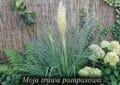 duża kępka trawy pampasowej (cortaderia selloana) z pojedynczym, puszystym, beżowo-białym pióropuszem wyrastającym centralnie. trawa pampasowa ma gęste, łukowate, niebiesko-zielone liście. znajduje się ona na tle wysokiego ogrodzenia z wikliny. wzdłuż górnej krawędzi ogrodzenia i po jego prawej stronie pnie się gęsty bluszcz. na lewo od trawy pampasowej widać gęste liście paproci. na prawo od pampasu rosną skupiska kulistych kwiatów hortensji bukietowej o kremowo-białej i jasnoróżowej barwie. u dołu zdjęcia znajduje się czarny pasek z białym, ozdobnym napisem w języku polskim: "moja trawa pampasowa". zdjęcie jest wykonane w jasny dzień.