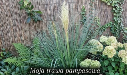 duża kępka trawy pampasowej (cortaderia selloana) z pojedynczym, puszystym, beżowo-białym pióropuszem wyrastającym centralnie. trawa pampasowa ma gęste, łukowate, niebiesko-zielone liście. znajduje się ona na tle wysokiego ogrodzenia z wikliny. wzdłuż górnej krawędzi ogrodzenia i po jego prawej stronie pnie się gęsty bluszcz. na lewo od trawy pampasowej widać gęste liście paproci. na prawo od pampasu rosną skupiska kulistych kwiatów hortensji bukietowej o kremowo-białej i jasnoróżowej barwie. u dołu zdjęcia znajduje się czarny pasek z białym, ozdobnym napisem w języku polskim: "moja trawa pampasowa". zdjęcie jest wykonane w jasny dzień.