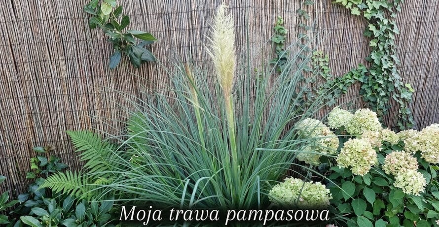 Trawa pampasowa – czy przetrwa polską zimę?
