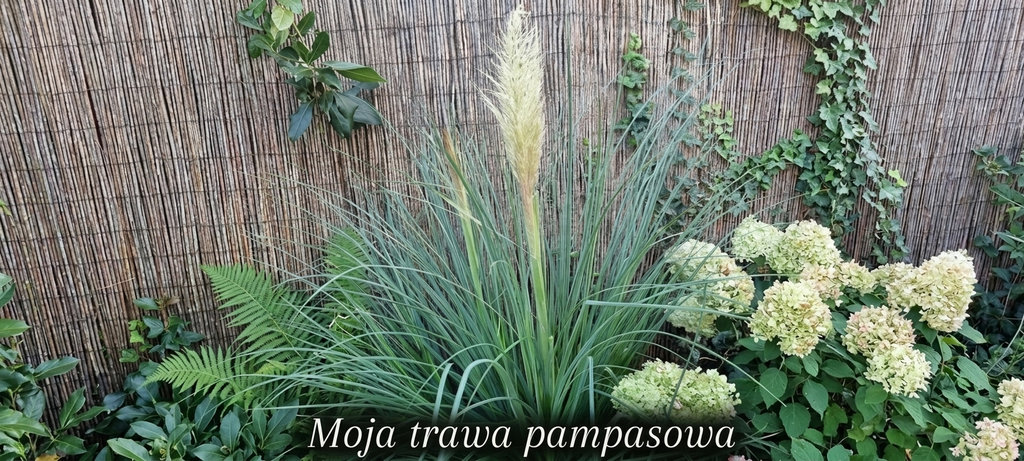 duża kępka trawy pampasowej (cortaderia selloana) z pojedynczym, puszystym, beżowo-białym pióropuszem wyrastającym centralnie. trawa pampasowa ma gęste, łukowate, niebiesko-zielone liście. znajduje się ona na tle wysokiego ogrodzenia z wikliny. wzdłuż górnej krawędzi ogrodzenia i po jego prawej stronie pnie się gęsty bluszcz. na lewo od trawy pampasowej widać gęste liście paproci. na prawo od pampasu rosną skupiska kulistych kwiatów hortensji bukietowej o kremowo-białej i jasnoróżowej barwie. u dołu zdjęcia znajduje się czarny pasek z białym, ozdobnym napisem w języku polskim: "moja trawa pampasowa". zdjęcie jest wykonane w jasny dzień.