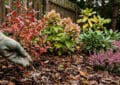 Dłoń w rękawiczce rozsypuje granulat nawozu jesiennego na korze wokół borówki, w tle hortensja, rododendron, wrzosy i magnolia w ogrodzie we wrześniu