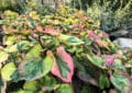 Kompaktowa kępa pstrolistki sercowatej 'Chameleon' o jaskrawych, sercowatych liściach w odcieniach zieleni, różu, czerwieni i kremowej żółci rośnie w ogrodzie skalnym.