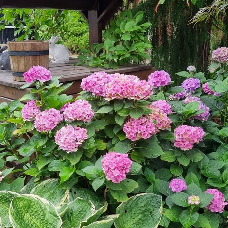 Hortensje ogrodowe na tle drewnianej studni i ozdobnych królików – nawóz jesienny do borówek, hortensji, rododendronów i innych roślin kwaśnolubnych pomaga utrzymać rośliny w tak dobrym stanie
