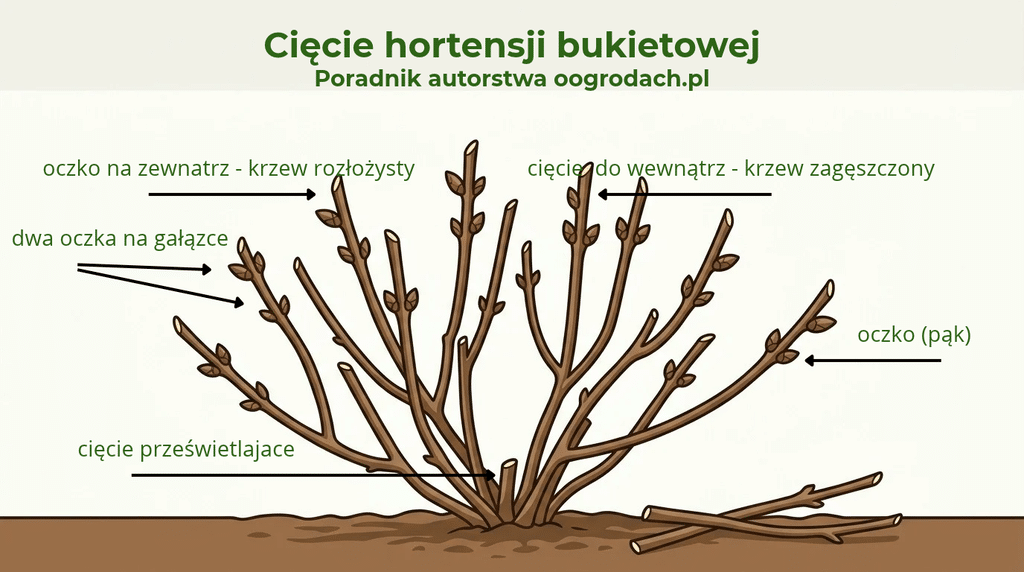 Schematyczny wykres przedstawiający wiosenne cięcie hortensji bukietowej. Bezlistny, niski krzew o brązowych pędach posiada wyraźnie ścięte końce pod skosem. Strzałki i podpisy wyjaśniają: oczko skierowane na zewnątrz (krzew rozłożysty), cięcie do wewnątrz (krzew zagęszczony), dwa oczka na gałązce, oczko (pąk) oraz cięcie prześwietlające u podstawy. Obok krzewu leżą odcięte gałązki.