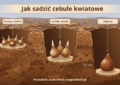Infografika ogrodnicza w przekroju pokazująca głębokość sadzenia cebul kwiatowych jesienią. Na brązowym tle gleby widać trzy dołki o rosnącej głębokości: najpłytszy (5 cm) z cebulkami krokusów i szafirków, średni (10 cm) z cebulami żonkili i czosnków ozdobnych oraz najgłębszy (15 cm) z dużą cebulą tulipana. Cebule są ułożone piętkami w dół na warstwie piasku, ze spiczastymi czubkami skierowanymi ku górze. Nad ziemią leżą suche, jesienne liście